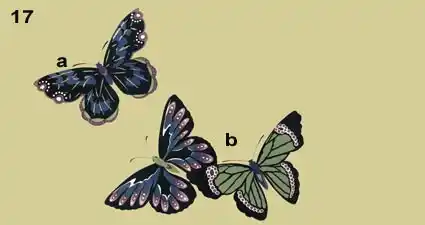 Full Colour images of Butterflies