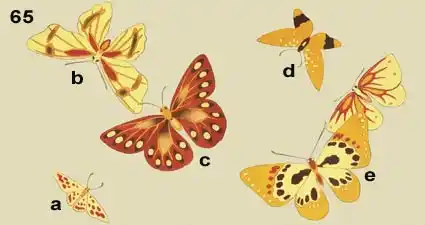 Full Colour images of Butterflies