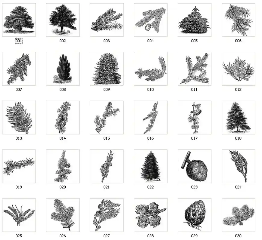 A selection of images of trees and leaves - conifer, pine, pine needles, fir tree, branches, pine cones, 
