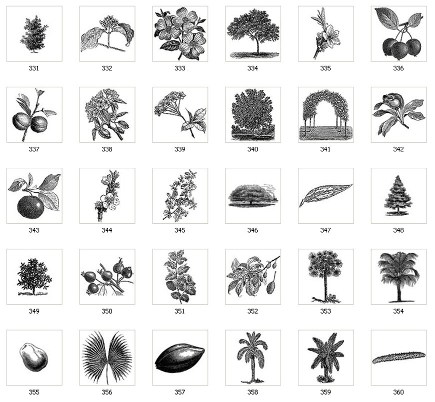 Images fo various leaves and trees