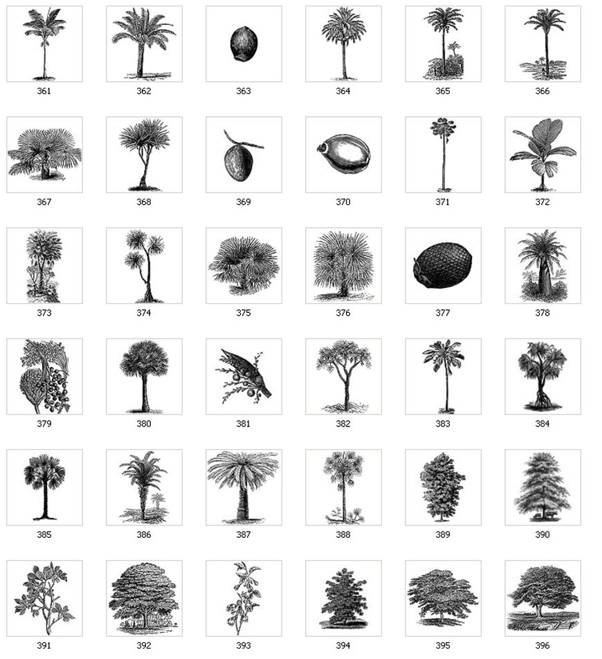 Images  of various trees and leaves, coconut, palm, tropical