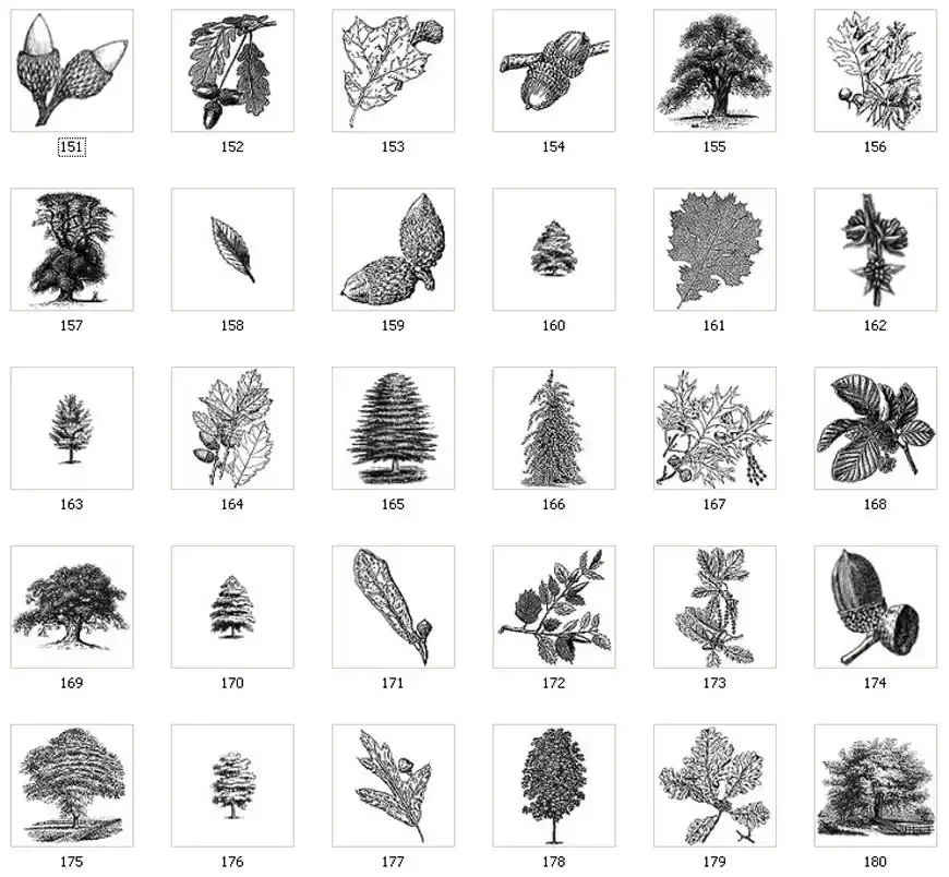 Images of various trees and leaves