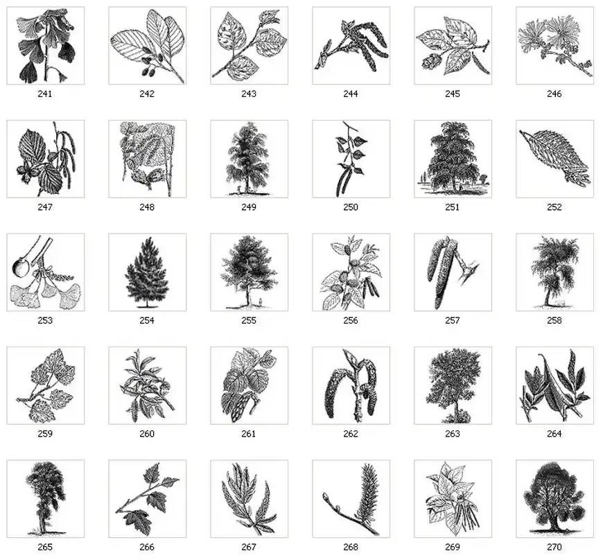A collection of illustrations of trees and leaves, gingko, catkins
