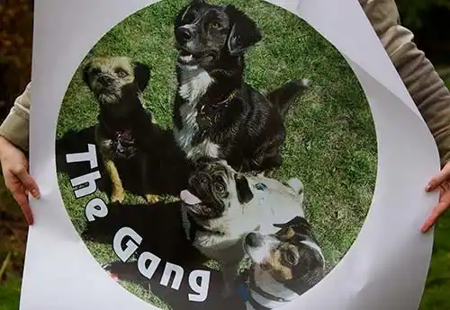 Full Colour Printed Sticker